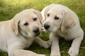 Yellow Lab Puppies